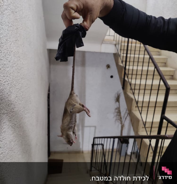 יד אוחזת בעכבר מת עם כפפה שחורה